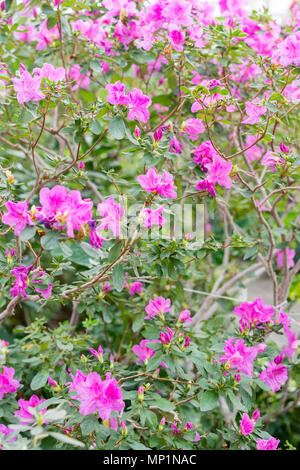 Big Pink Azalee Busch im Garten. Jahreszeit blühende Azaleen. Rosa Satsuki Azalee blüht (Azalea Rhododendron). Stockfoto