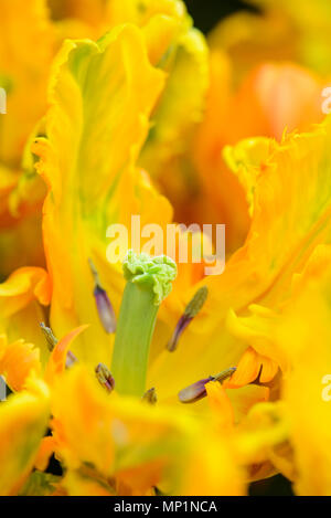 Close-up gelb Papagei Tulpe Blume im Garten Stockfoto