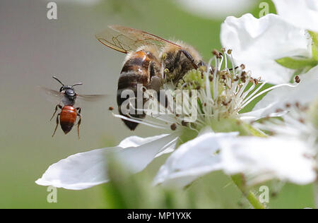 Berlin, Deutschland. 20. Mai 2018. Eine Honigbiene setzt sich auf die Blüte eines Black Bush und sammelt Nektar, während ein sphecodes durch an der Welt Biene Tag fliegt. Es gibt einige 870.000 Bienenvölker in Deutschland, die 25.000 Tonnen Honig produzieren. Einmal gab es 560 Arten von Bienen in Deutschland. Heute die Hälfte von ihnen sind entweder ausgestorben oder gefährdet. Die Tiere werden durch Viren oder Parasiten wie die Varroamilbe bedroht. Quelle: dpa Picture alliance/Alamy leben Nachrichten Stockfoto