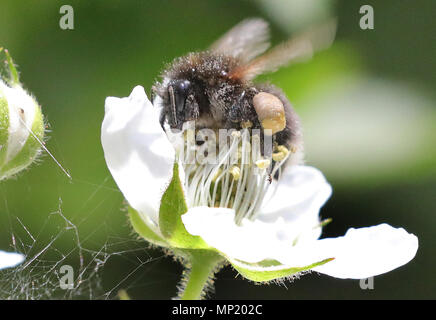 Berlin, Deutschland. 20. Mai 2018. Ein Red-tailed Hummel sitzt auf einer Blüte eines Black Bush und Biene sammelt Nektar auf den Tag. Es gibt einige 870.000 Bienenvölker in Deutschland, die 25.000 Tonnen Honig produzieren. Einmal gab es 560 Arten von Bienen in Deutschland. Heute die Hälfte von ihnen sind entweder ausgestorben oder gefährdet. Die Tiere werden durch Viren oder Parasiten wie die Varroamilbe bedroht. Der Einsatz von Pestiziden, großflächigen Monokulturen und mehrere so genannte neonicotinoide sind teilweise verantwortlich für die Verringerung der Insekten. Foto: Wolfgang Kumm/dpa Stockfoto