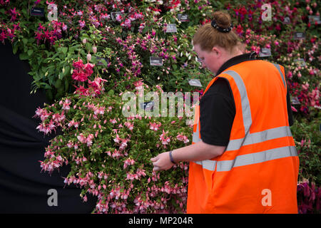 Royal Hospital Chelsea, London, Großbritannien. 20. Mai, 2018. Letzte Vorbereitungen für Blumenschmuck und zeigen die Gärten in der heißen Sonne ein Tag vor dem 2018 RHS Chelsea Flower Show öffnet sich die Medien der Welt, und zwei Tage vor der öffentlichen Veranstaltung am 22. Mai. Foto: Fuschias arrangiert Im großen Pavillon. Credit: Malcolm Park/Alamy Leben Nachrichten. Stockfoto