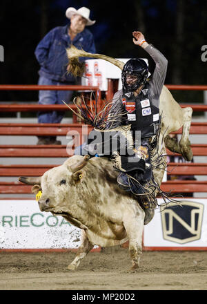 Surrey, British Columbia, Kanada. 19 Mai, 2018. Ein Cowboy konkurriert in den Stier reiten Kategorie an der 72nd Cloverdale Rodeo und 130 Country Fair am 19. Mai in Surrey, BC, Kanada 2018. Credit: Andrew Kinn/ZUMA Draht/ZUMAPRESS.com/Alamy leben Nachrichten Stockfoto