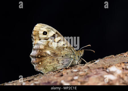 Hauhechelbläuling, schmetterling, Pararge splendens, Unterseite. Familie Nymphalidae. Monmouthshire, UK, Mai Stockfoto