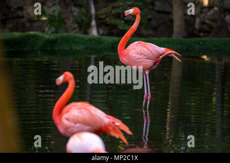 Rot und rosa Flamingos in einem Teich Stockfoto