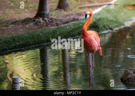 Rot und rosa Flamingos in einem Teich Stockfoto