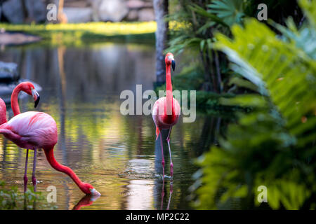 Rot und rosa Flamingos in einem Teich Stockfoto