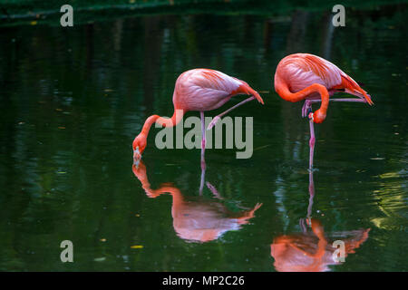 Rot und rosa Flamingos in einem Teich Stockfoto