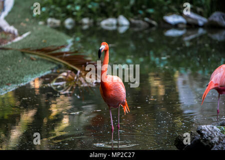 Rot und rosa Flamingos in einem Teich Stockfoto