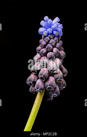 Zweifarbige Traubenhyazinthen, Muscari latifolium, aus der Türkei, im Anbau. Familie Asparagaceae Stockfoto