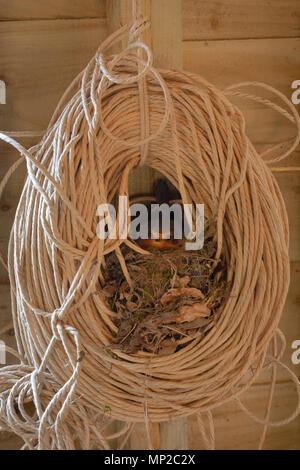 Rotkehlchen, Erithacus rubecula, brüten in einer Rolle Garn in einem Gartenhaus. Monmouthshire, UK. Stockfoto