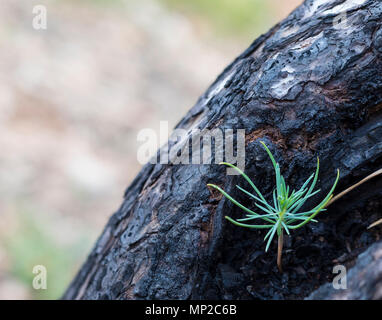 Eine neue Kiefer aus Ablagerungen, die in einem gebrannten Baumstamm Stockfoto