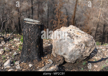 Ein baumstumpf und einen Rock nach einem Waldbrand Stockfoto