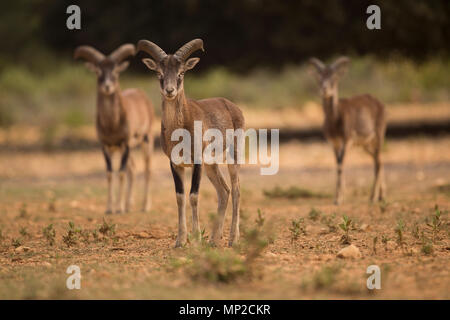 Europäischer Mufflon (Ovis orientalis Musimon) drei Junge Widder Stockfoto