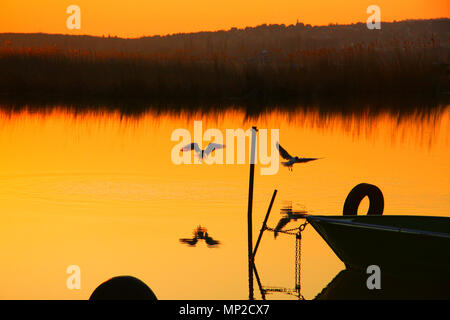 Möwen fliegen in der Nähe von einem smlla Fischerboot Bug in den Himmel, während die Sonne in einem kleinen Dock gehen. Stockfoto