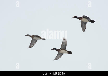 Holz Enten im Winter in Minnesota Stockfoto