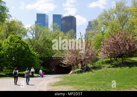 Der Central Park in New York im Frühjahr - Menschen zu Fuß inmitten der Kirschblüte im Central Park in New York im Frühjahr, New York City, USA Stockfoto