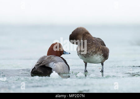 Ein Paar von Redhead Enten auf dem Eis im Frühjahr Stockfoto