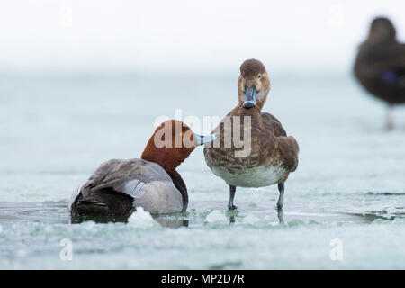 Ein Paar von Redhead Enten auf dem Eis im Frühjahr Stockfoto