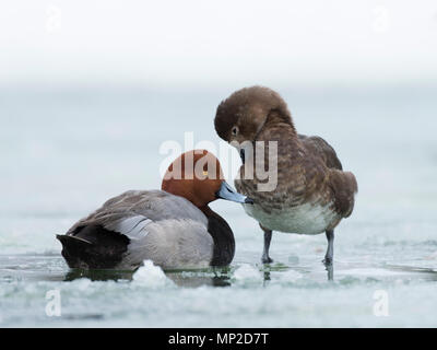 Ein Paar von Redhead Enten auf dem Eis im Frühjahr Stockfoto