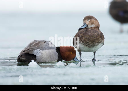 Ein Paar von Redhead Enten auf dem Eis im Frühjahr Stockfoto