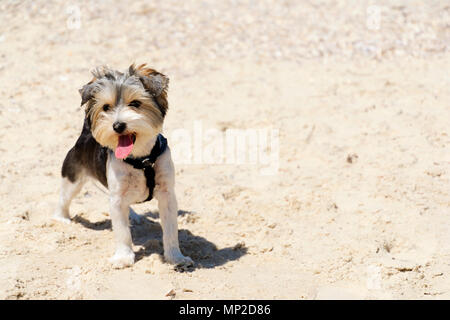 Süße Biewer Yorkshire Terrier Welpen am Strand. Stockfoto