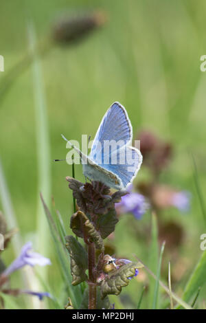 Männliche gemeinsame blauer Schmetterling (Polyommatus Icarus) auf einem Wildflower, Großbritannien Stockfoto