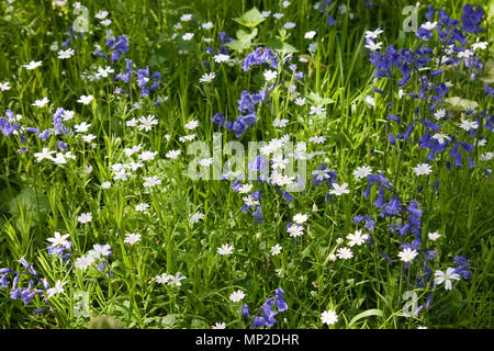 Bluebells, Hyacinthoides non-scripta und größeres Stitchwort, Stellaria holostea, blühen im Frühjahr im Wald Stockfoto