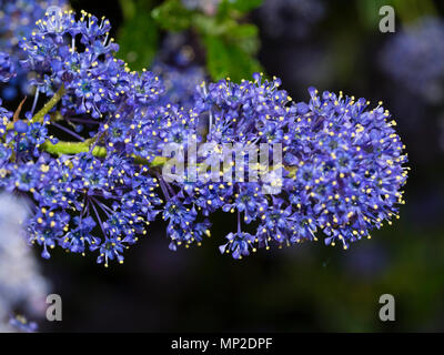 Dicht blaue Blumen im Kopf der Kalifornischen lila gepackt, Ceanothus 'Concha' Stockfoto