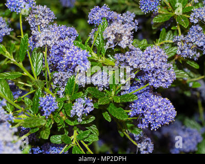 Dicht blaue Blumen in den Köpfen der Kalifornischen lila gepackt, Ceanothus 'Concha' Stockfoto