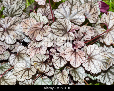 Schwarz geäderten silbrigen Blätter der ornamentalen Hardy everhreen mehrjährig, heuchera "Zucker Glasur' Stockfoto