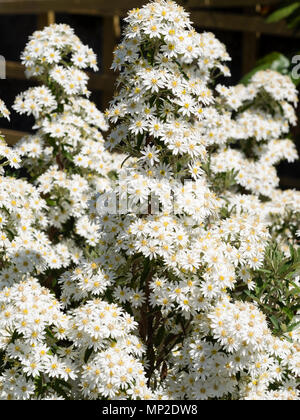 Geballte weiße daisy flowers Der winterharte Viktorianischen snowbush, Olearia stellulata (Olearia x scillonensis) Stockfoto