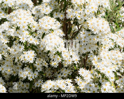 Geballte weiße daisy flowers Der winterharte Viktorianischen snowbush, Olearia stellulata (Olearia x scillonensis) Stockfoto