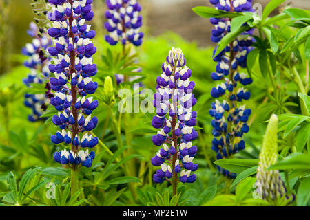 Lupinus 'ist Mitglied der Russel Hybrid' Band des Adels" mit anderen Varianten ebenso bunt mit einer ähnlichen kontrastierenden Anordnung Stockfoto