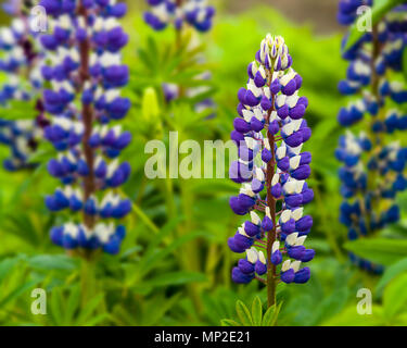 Lupinus 'ist Mitglied der Russel Hybrid' Band des Adels" mit anderen Varianten ebenso bunt mit einer ähnlichen kontrastierenden Anordnung Stockfoto