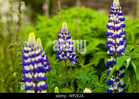 Lupinus 'ist Mitglied der Russel Hybrid' Band des Adels" mit anderen Varianten ebenso bunt mit einer ähnlichen kontrastierenden Anordnung Stockfoto