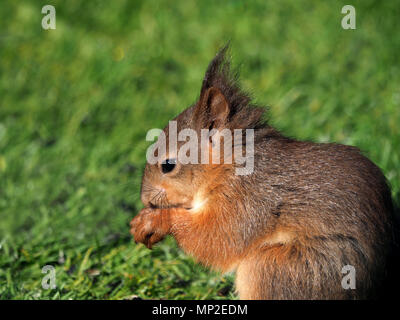 Süße kleine Baby rote Eichhörnchen oder Eurasische Eichhörnchen (Sciurus vulgaris) Feeds auf Verschüttetem birdseed in einem Garten in ihrer Hochburg Cumbria, England, Großbritannien Stockfoto