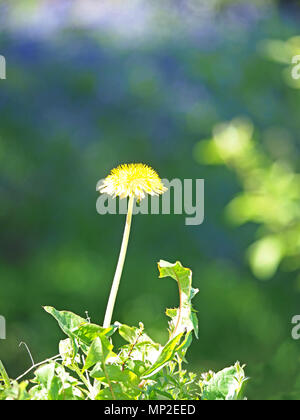 Einzelne gelbe Blüte des Löwenzahns (taraxacum officinale) gegen diffusen Hintergrund in Cumbria, England, Großbritannien Stockfoto