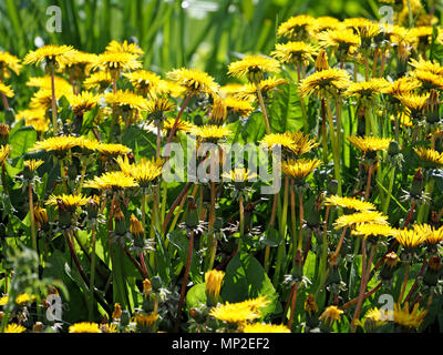Geballte Reihen der goldgelbe Blüten der gemeinsamen Löwenzahn (Taraxacum officinale) auf einem strassenrand Kante in Cumbria, England, Großbritannien Stockfoto