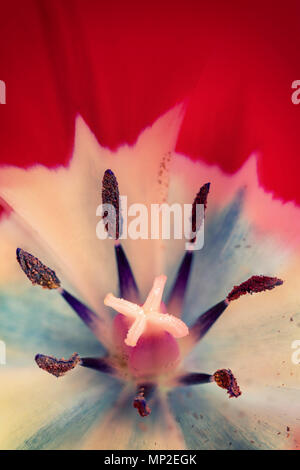 Innenansicht der reproduktiven Teile von Tulpe Blume. Makro Schießen der Roten blättrige Blume. Stockfoto