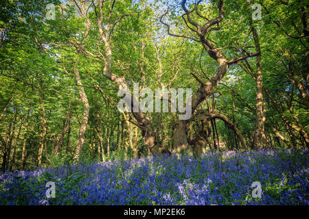 Blossom blubell Blumen wiese in alten Eichen Wald in Shropshire, Großbritannien Stockfoto