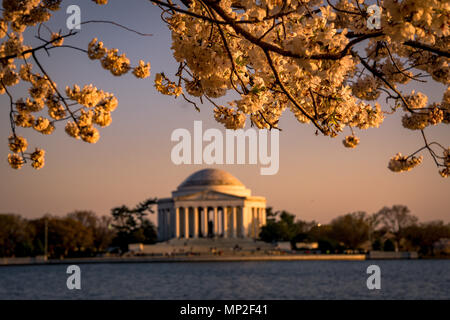 Washington, DC Cherry Blossom Festival Stockfoto