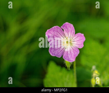 Geranium wilde Blume in perfekter Sonneneinstrahlung im Frühjahr im Mittelwesten. Stockfoto