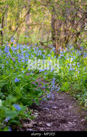 Pfad der bluebells öffnet sich entlang einer Feld Land im Frühling im Mittelwesten. Stockfoto