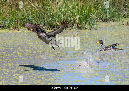 Yellow billed Duck im Flug gerade abgenommen Stockfoto