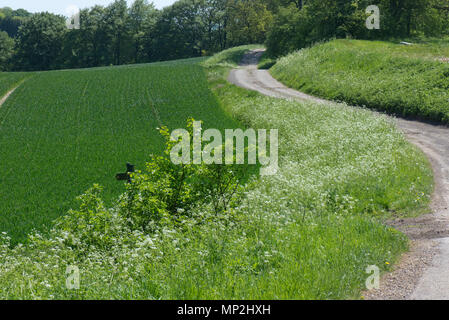 Kuh Petersilie, Anthriscus sylvestris, blühende auf einer Landstraße mit Hecken und Bäumen im Frühjahr grün, kann Stockfoto