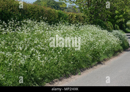 Kuh Petersilie, Anthriscus sylvestris, blühende auf einer Landstraße mit Hecken und Bäumen im Frühjahr grün, kann Stockfoto