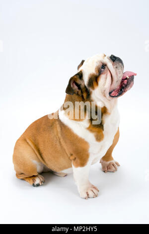 Eine junge traditionelle britische Bulldogge sitzt geduldig auf einem weißen nahtlose Hintergrund nach oben auf seine Herrin Stockfoto