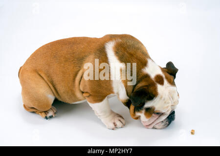 Eine junge traditionelle britische Bulldogge sitzt auf einem weißen nahtlose Hintergrund warten dürfen, seine Behandlung zu essen Stockfoto