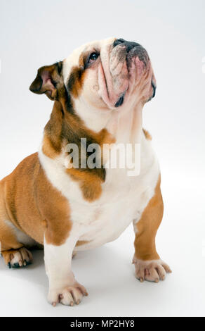 Eine junge traditionelle britische Bulldogge sitzt geduldig auf einem weißen nahtlose Hintergrund nach oben auf seine Herrin Stockfoto