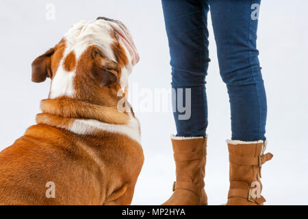 Eine junge traditionelle britische Bulldogge sitzt geduldig auf einem weißen nahtlose Hintergrund nach oben auf seine Herrin Stockfoto